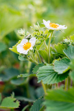 A strawberry plant with flowers on it. Selective focus.の写真素材
