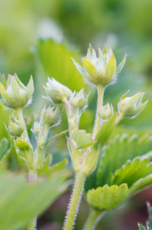 Young strawberry plants in a garden. Selective focus.の写真素材