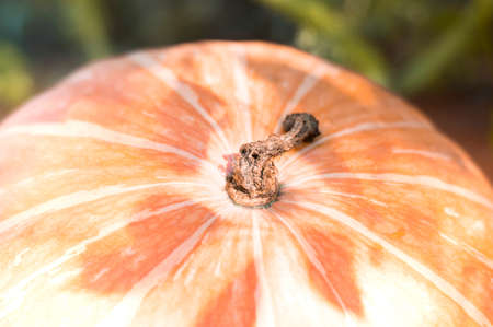 A close-up photo of a pumpkin, selective focus.の写真素材