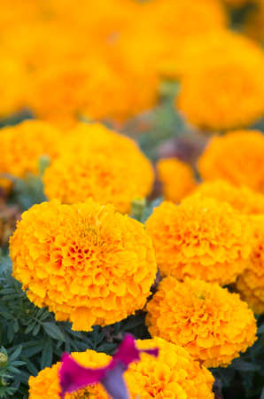 Lots of beautiful marigold flowers in the garden.の写真素材