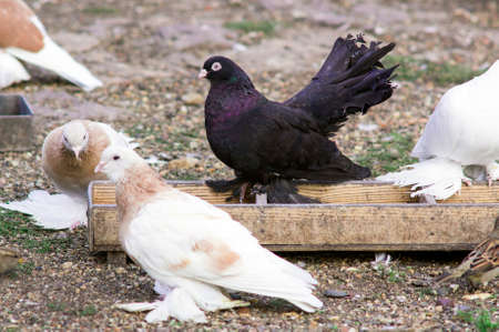 Lots of purebred pigeons with beautiful hackle feathers near feeding trough.の写真素材