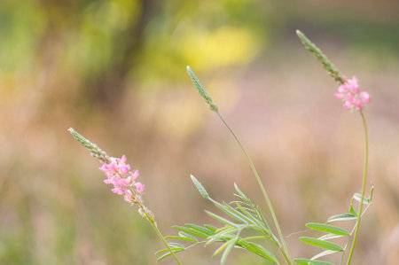 A photo of a pink wild flower. Selective focus.の写真素材