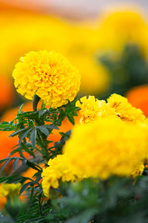 Lots of beautiful marigold flowers in the garden.の写真素材