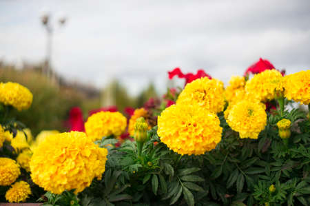 Lots of beautiful marigold flowers in a park. Selective focus.の写真素材