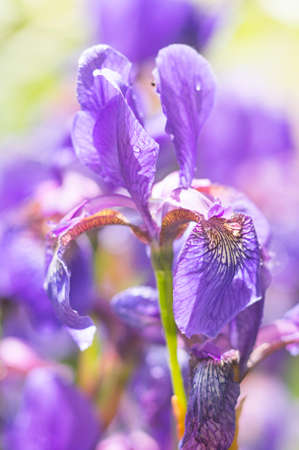 A photo of a beautiful Siberian iris flower in a garden. The alternative name of Siberian Iris is Siberian flag. Selective focus.の写真素材