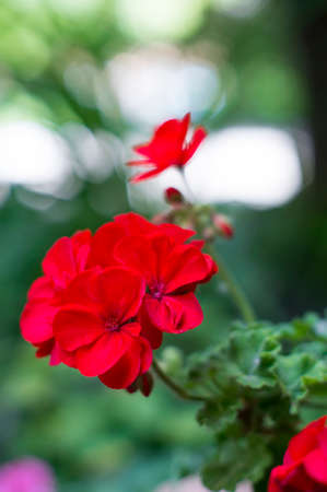 A photo of red geranium flowers in a garden. Selective focus.の写真素材