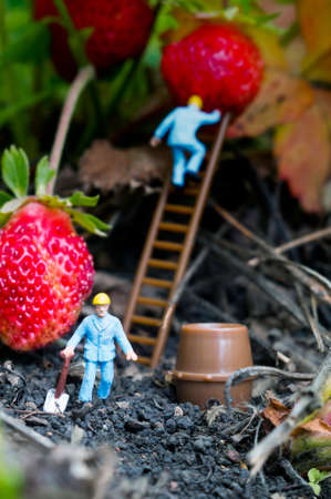 A conceptual agricultural photo with toy people gathering strawberries.の写真素材