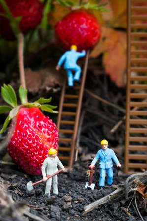 A conceptual agricultural photo with toy people gathering strawberries.の写真素材