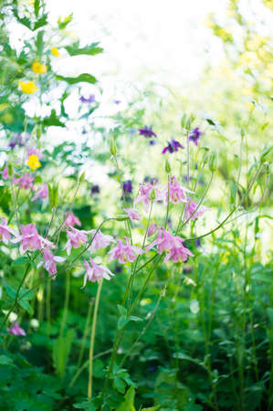 A photo of pink aquilegia flowers in a garden. Common names of aquilegia: granny's bonnet or columbine.の写真素材