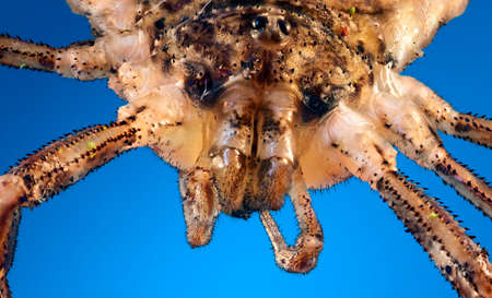 An extreme macro of a harvestman, which is also known as harvester or daddy longlegs. Stack of...