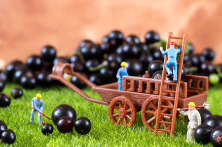 An agricultural photo of working people and a cart, which is full of black currant.の写真素材