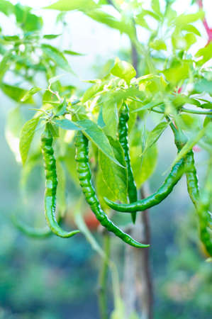 Close-up of chili plants with chili peppers in the garden, selective focus.の写真素材