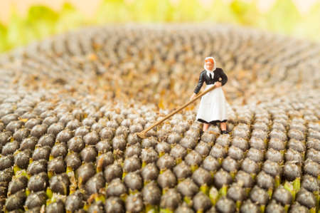 A farming toy woman on the middle of a sunflower.の写真素材