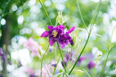 A photo of pink aquilegia flowers in a garden. Common names of aquilegia: granny's bonnet or columbineの写真素材
