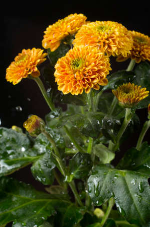 A photo of chrysanthemum flowers against black background. Chrysanthemums, sometimes called mums or chrysanths, are flowering plants of the genus Chrysanthemum in the family Asteraceae. Selective focus.の写真素材