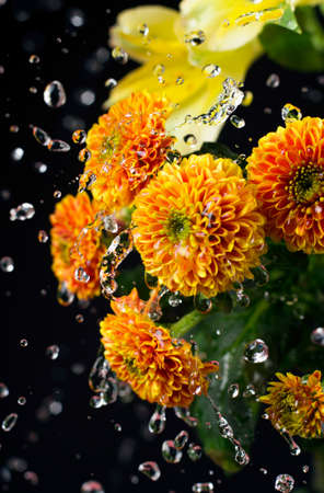 A photo of chrysanthemum flowers and water drops floating in the air. Chrysanthemums, sometimes called mums or chrysanths, are flowering plants of the genus Chrysanthemum in the family Asteraceae. Selective focus.の写真素材