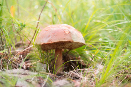 An artistic photo of a beautiful mushroom in the forest. Selective focusの写真素材