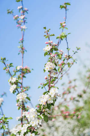 Photo of a beautiful pear blossom. Selective focus.