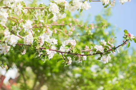 Photo of a beautiful pear blossom. Selective focus.の写真素材