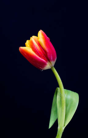 Beautiful single tulip in water drops.の写真素材