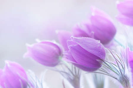 Photo of beautiful spring pulsatillas. They are often called Pasque, Easter or Wind flower, prairie crocus, dream grass and meadow anemone. Selective focus.の写真素材