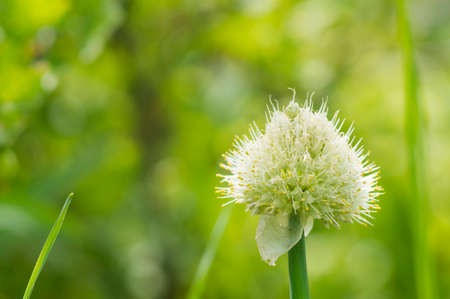 Onion blooming in the garden over natural green backgroundの写真素材