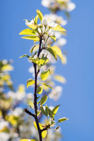 beautiful pear blossom tree. Selective focus.の写真素材