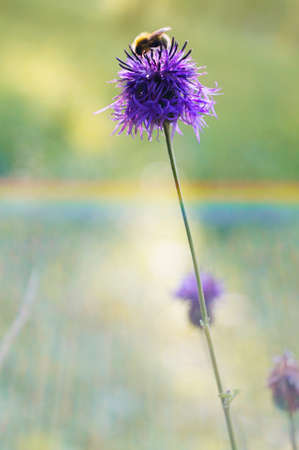 beautiful Centaurea scabiosa flower on the field with a natural rainbow effect.の写真素材