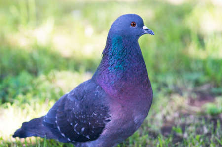 A portrait of a pigeon with a beautiful hackle feathers.の写真素材