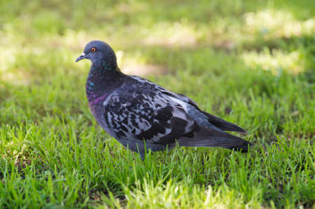 A portrait of a pigeon with a beautiful hackle feathers.の写真素材