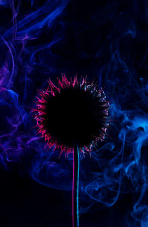 Experimental photo of dried Onopordum in smoke.の写真素材