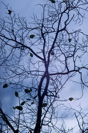 Photo of silhouettes of branches in halloween horror style.の写真素材