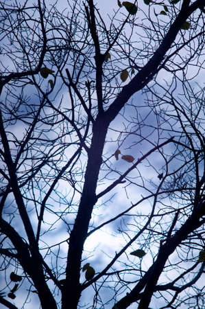 Photo of silhouettes of branches in halloween horror style.の写真素材