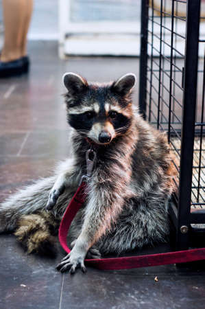 Cute racoon is sitting at the zoo