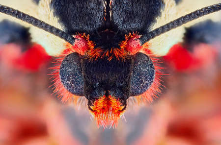Extreme macro portrait of a garden tiger moth taken with two lenses as one lens, stacked from many...