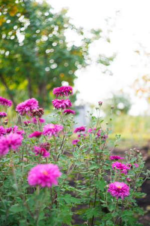 A photo of chrysanthemums in an autumn garden. These flowers sometimes called mums or chrysanths, are flowering plants of the family Asteraceae. Selective focus.の写真素材