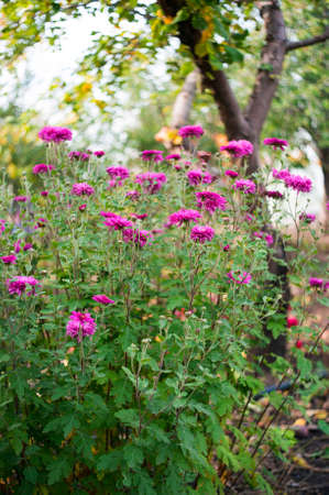 A photo of chrysanthemums in an autumn garden. These flowers sometimes called mums or chrysanths, are flowering plants of the family Asteraceae. Selective focus.の写真素材
