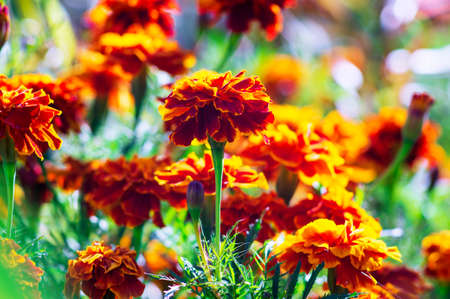 Lots of beautiful flowers in the garden. They are often called French marigold (Tagetes patula). Selective focus.の写真素材