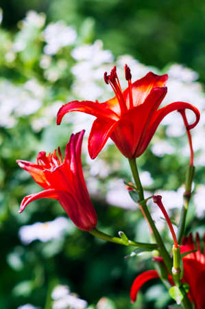 Beautiful flowers in the garden. They are called Lilium. Selective focus.の写真素材