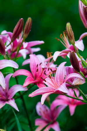 Beautiful flowers in the garden. They are called Lilium. Selective focus.の写真素材