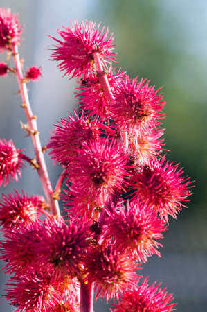 Castor oil plant in the garden. Selective focus.の写真素材