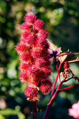 Castor oil plant in the garden. Selective focus.の写真素材