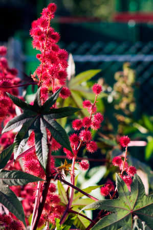 Castor oil plant in the garden. Selective focus.の写真素材