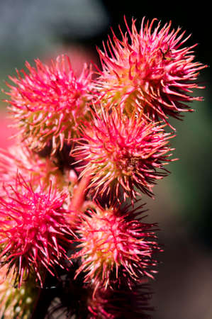 Castor oil plant in the garden. Selective focus.の写真素材
