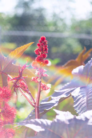 Castor oil plant in the garden. Selective focus.