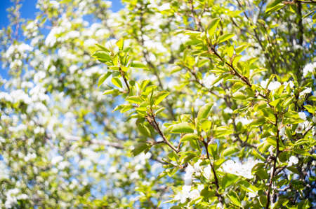 Photo of a beautiful pear blossom. Selective focus.