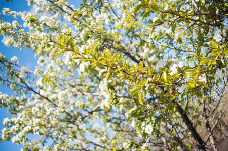 Photo of a beautiful pear blossom. Selective focus.の写真素材