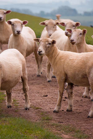 Sheep grazing in the British countryside.の写真素材