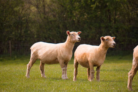 Sheep grazing in the British countryside.の写真素材