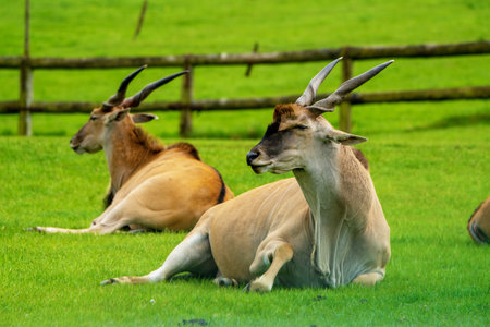 Eland antelope in the meadow of a zoological park